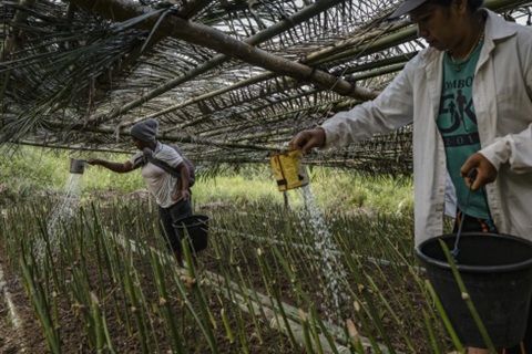 Farmers watering young bamboo shoots in Indonesia