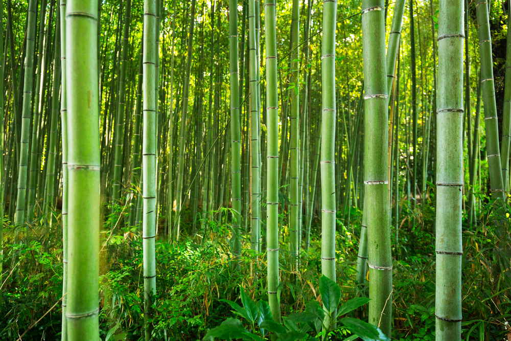 Bamboo is Better!