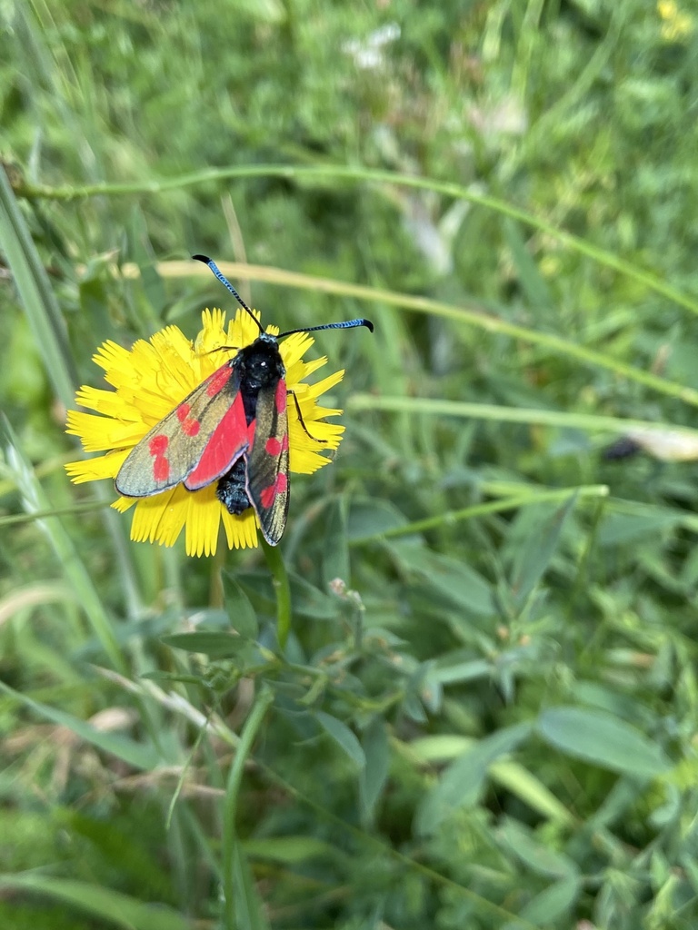 Manchester Moth BMH Social Responsibility | Join our iNaturalist campus project