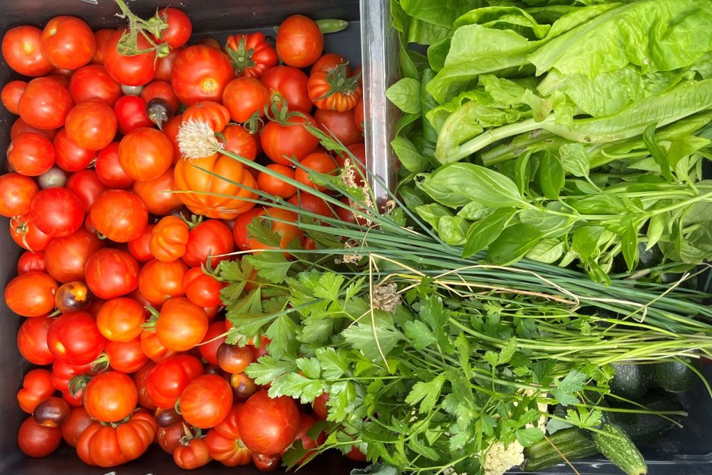 A bountiful harvest from MFP, ready to go out to the community.