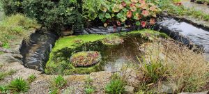 The pond before renovations, leaking with the water line much below the top.