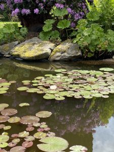 The pond after renovations, with water lilies on the surface in springtime.