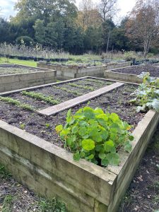 The new vegetable beds with nasturtium, radish and winter greens growing this autumn.