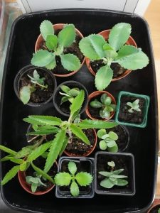 Photo of plants given away at the event.