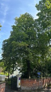 Photo of a horse chestnut tree (Aesculus hippocastanum) in Uttley House, showcasing its broad canopy. This is one of the trees of the tree trail.