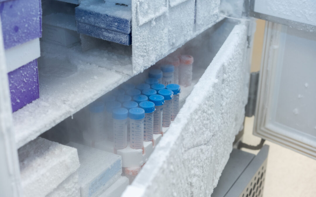 Why we’re warming up: a review of the freezer Chill Up movement