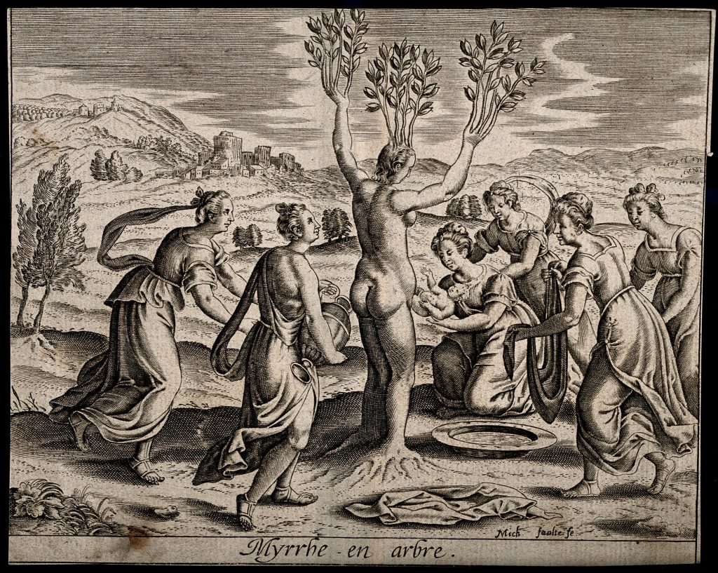 Myrrha, being transformed into the myrrh tree, gives birth to Adonis. Engraving by M. Faulte