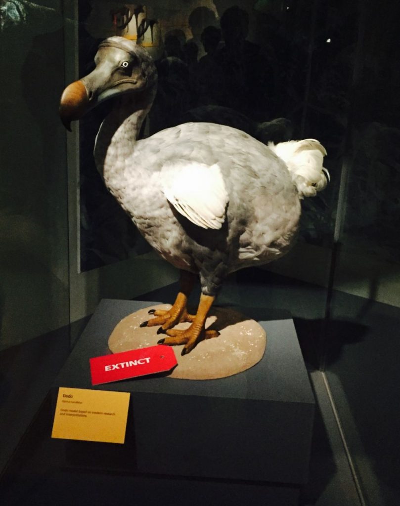 Photo of a replica dodo from Manchester Museum’s ‘Extinction or Survival’ exhibition in 2017