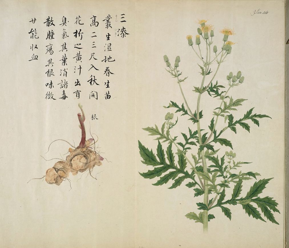 Page from a Japanes botanical album showing text and the drawing of a plant.