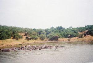 Hippos at river