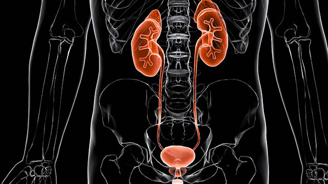 Illustration of a human renal tract.