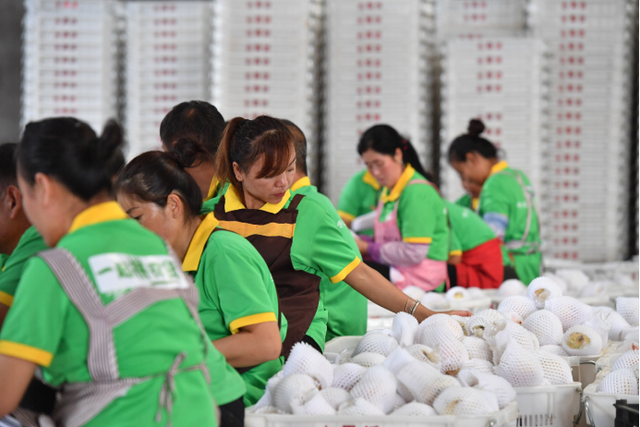 Workers in a modern agricultural industrial park