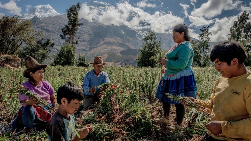 Peruvian farmworkers