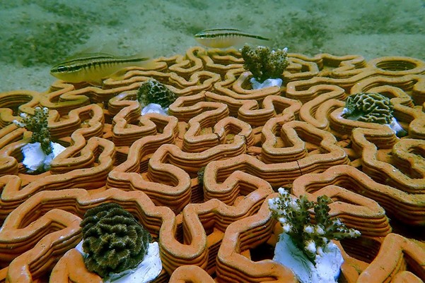 Reef Revolution: How Implementation of 3D Printing Can Promote Sustainable Coral Restoration