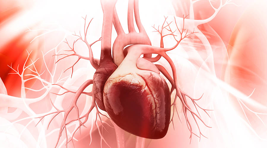 Illustration of a heart