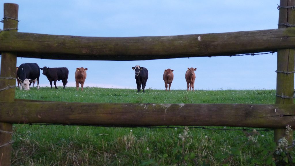Cows in a field and a gate