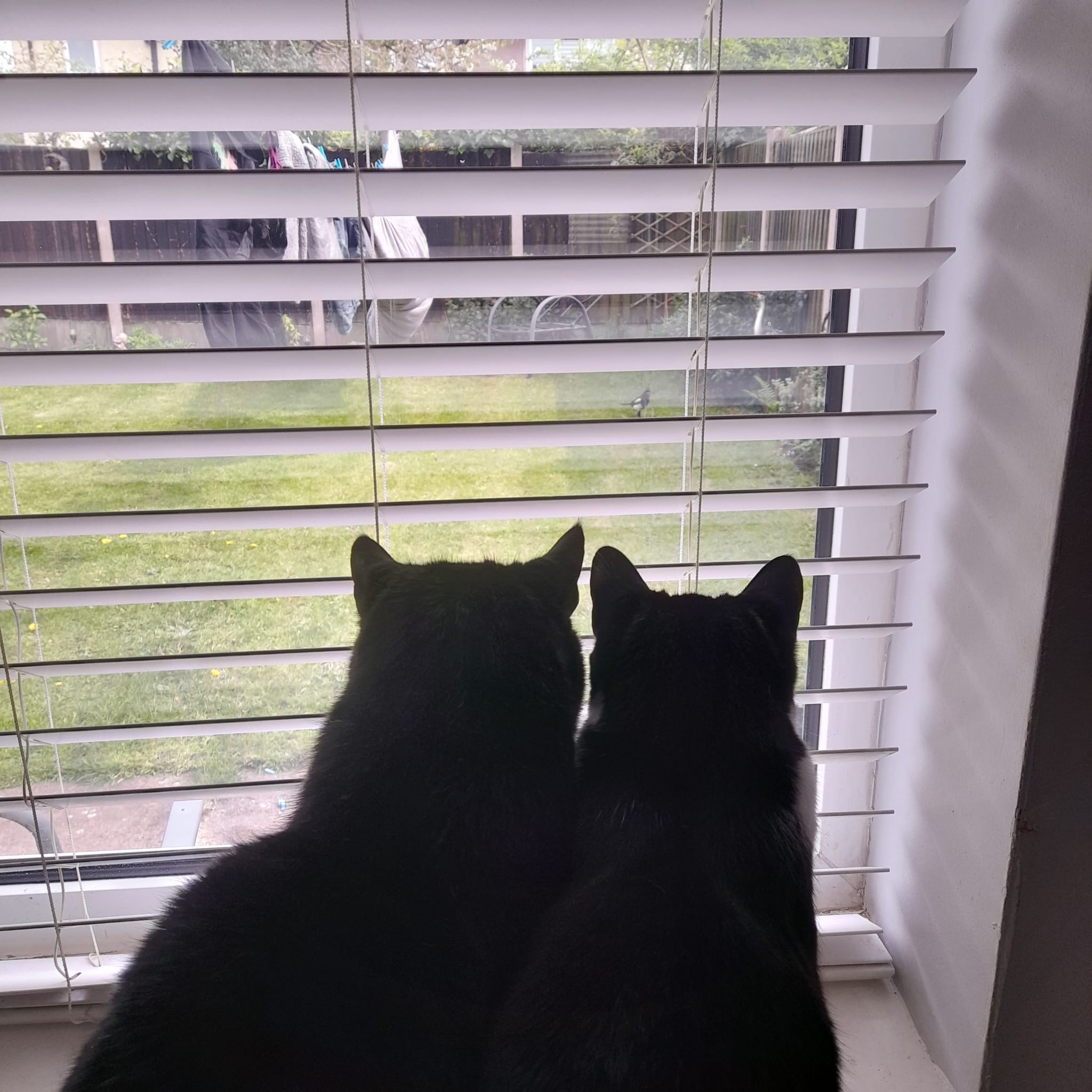 Two black cats sit closely together, looking out through the window blinds a magpie in the garden