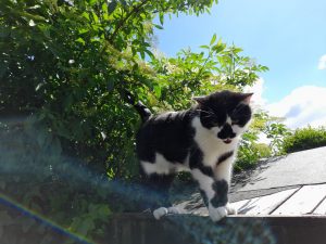Black and white cat climbing a roof outside